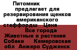 Питомник KURAT GRAD предлагает для резервирования щенков американского стаффордш › Цена ­ 25 000 - Все города Животные и растения » Собаки   . Кемеровская обл.,Анжеро-Судженск г.